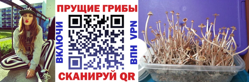 купить наркотик  Бирюч  Псилоцибиновые грибы мицелий 